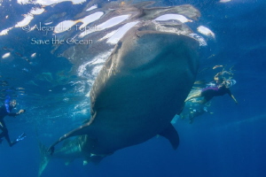 Whale Shark feeding with Divers, Isla Contoy México by Alejandro Topete 